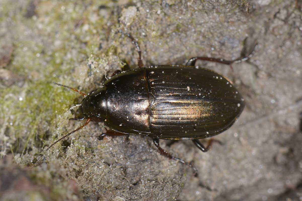 Amara aenea ed a seguire A. schimperi, Carabidae